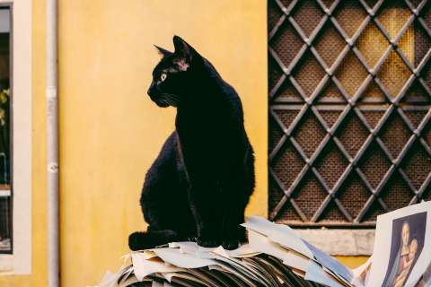 En este museo realizarán actividades especiales por el Día del Gato Negro