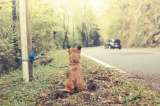 ¿Por qué tantas mascotas abandonadas?