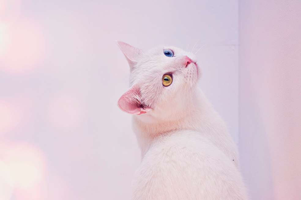 razas de gatos que no sueltan pelo