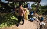 Gasolina subsidiada para la coca en zonas de frontera