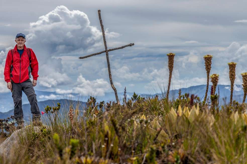 Esta nueva especie de frailejones contribuiría a la preservación del agua.