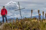 Descubren especie de frailejón en Colombia