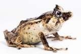 Encuentran una nueva especie de rana en la Amazonia