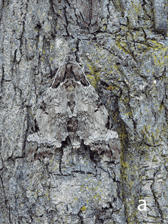 Algunas especies, como la Pseudosphinx tetrio, han evolucionado para tener patrones de color en sus escamas que les permiten camuflarse.