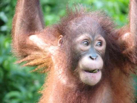 La risa de los grandes simios revela cómo evolucionó nuestra capacidad de hablar