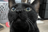Nadie quería adoptar al gato negro, pero una familia le dio una oportunidad
