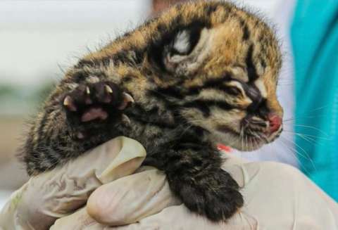 Cría de ocelote fue sacada de su hábitat natural, al parecer, por accidente
