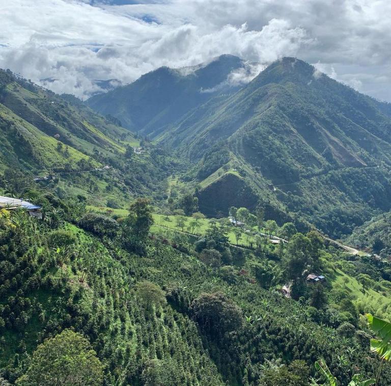 El café, impulsor del cambio del sur del Tolima