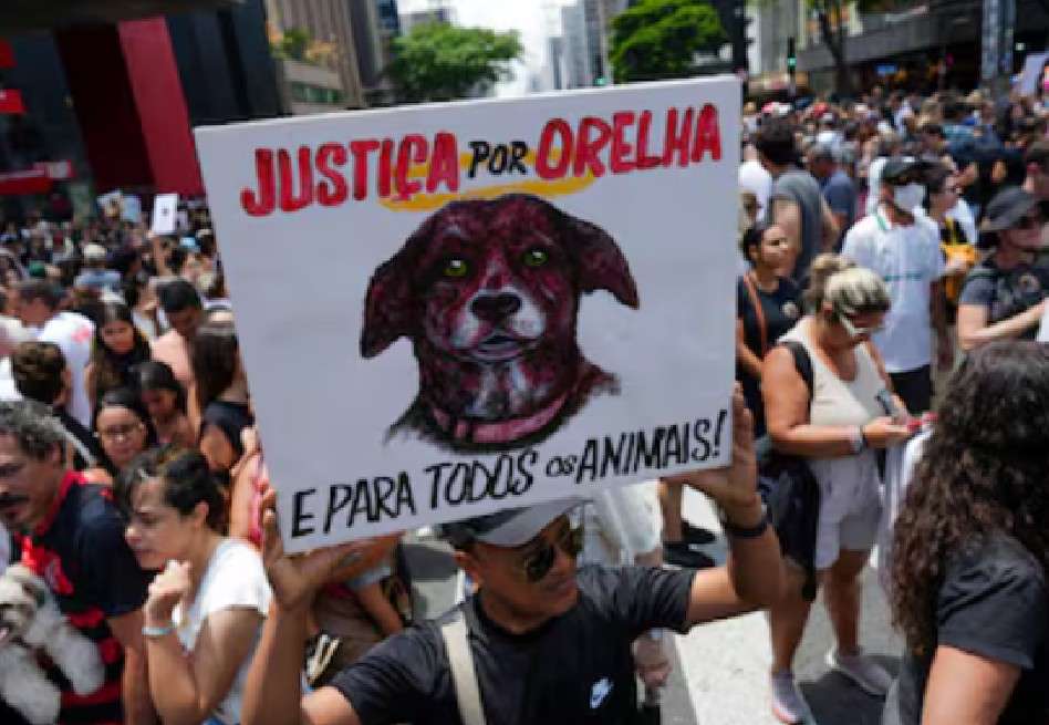 En Brasil, el maltrato a perros y gatos puede ser castigado con penas de hasta cinco años de prisión.