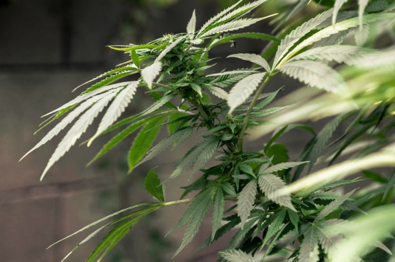 Reino Unido, otro país donde ya se pueden recetar medicamentos derivados del cannabis