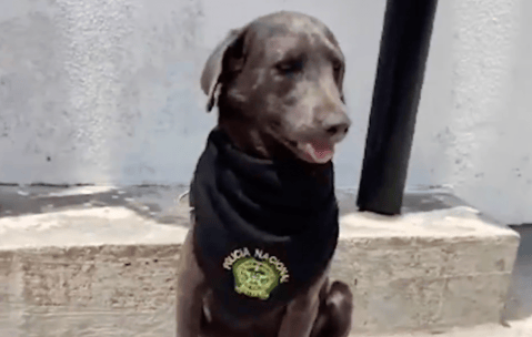 ¿Cómo ayuda la Policía a los animales abandonados en Colombia?
