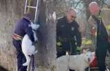 (Video) Así fue el rescate de un perro que quedó atrapado en un estanque congelado