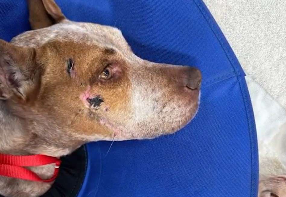 Pese a los intentos del transportista de tranquilizar al perro, Flex escapó y desapareció.