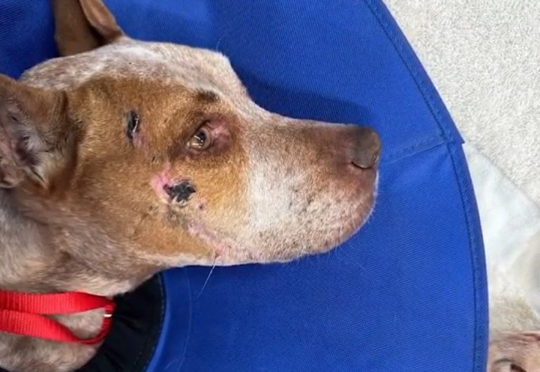 Encuentran perro luego de un mes desaparecido: su dueña pide apoyo legal