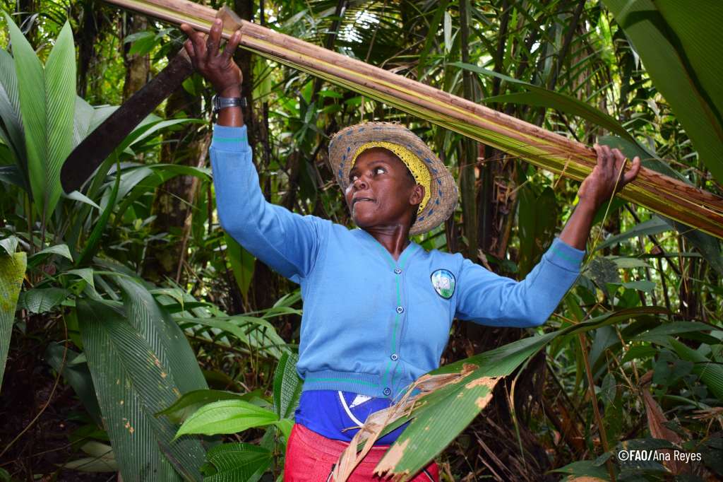 En Colombia, donde los Pueblos Indígenas y las comunidades locales gestionan el 53 % de la tierra y los bosques, se está poniendo en práctica un nuevo modelo de gestión forestal comunitaria que ayuda a detener la deforestación y mejorar la coordinación entre la agricultura y la actividad forestal.
