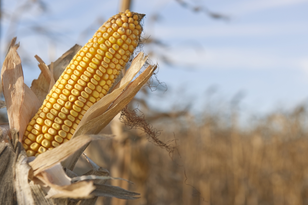 Los futuros de maíz, trigo y aceite de palma cayeron al menos un 18% el mes pasado ante la preocupación de que una desaceleración económica afectará la demanda de productos básicos.