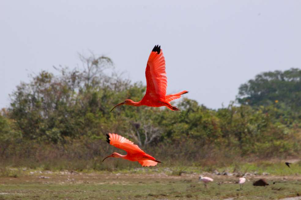 Ibis escarlata, también llamado corocoro rojo o corocoro colorado.