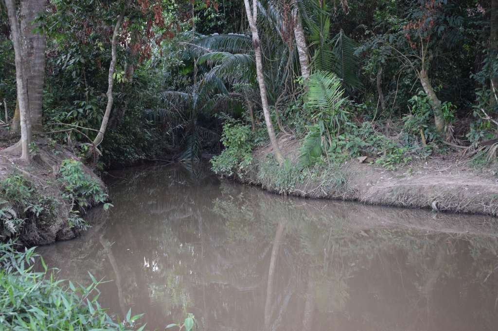 Arroyo Corozal