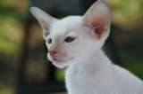 ¿Todos los gatos blancos con ojos azules son sordos?
