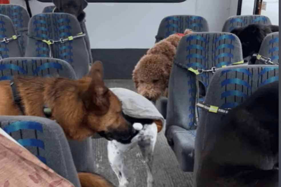 Bus para perros