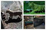 Se conocen imágenes del ataque de tigre en zoológico de Nueva Delhi