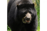 En libertad sospechoso de matar a oso de anteojos en el parque de Chingaza