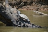 Cambios climáticos en los Andes impulsaron la biodiversidad sudamericana