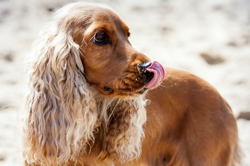 El doctor Jaco Nel decidió contar su historia en la BBC. Su mascota Harvey, un cocker spaniel, fue sacrificado. / Getty Images