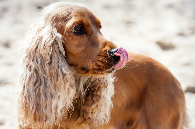 Hombre perdió varias partes de su cuerpo por una infección transmitida por su perro