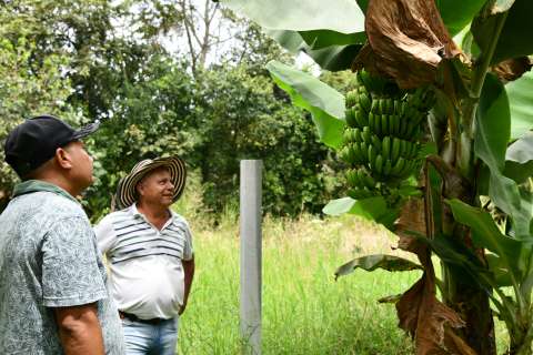 El Astro: la granja donde firmantes de paz y campesinos siembran futuro en Guacarí