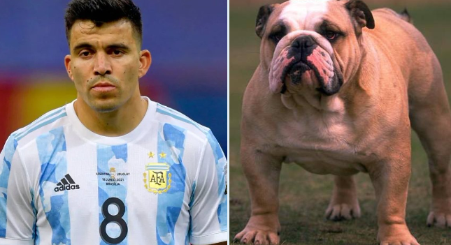 Bulldog