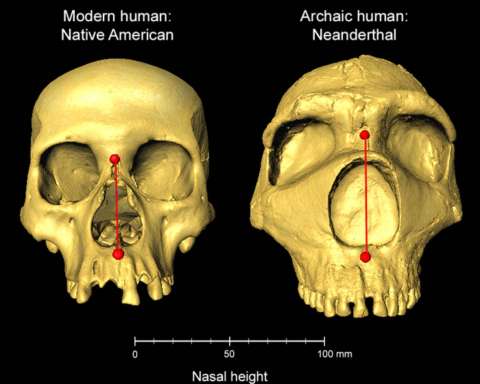 Los humanos heredamos la forma de la nariz de los neandertales