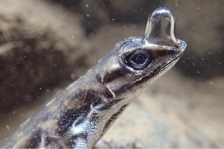 Los anoles acuáticos (Anolis aquaticus) son pequeños lagartos neotropicales que escapan al agua cuando son amenazados por depredadores. Pueden pasar casi 20 minutos bajo el agua, inhalando y exhalando una burbuja de aire que se adhiere a su hocico, explica la fotógrafa.