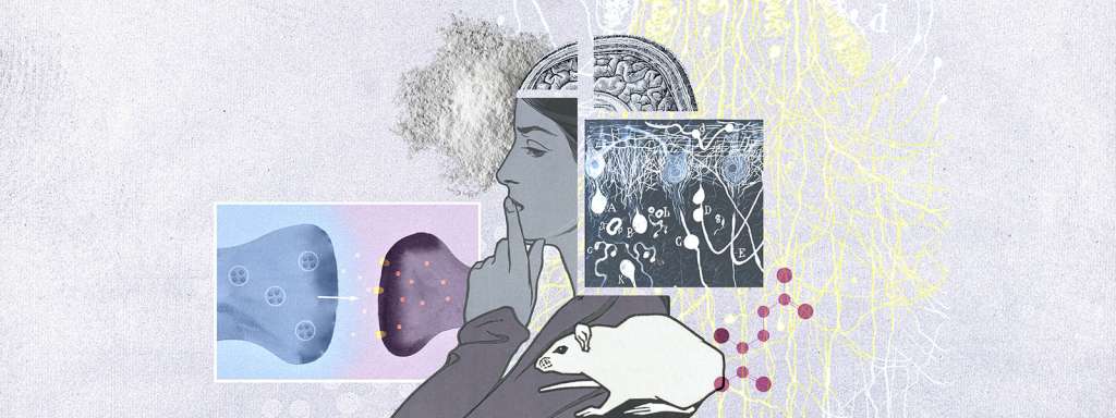 Comprender los cambios en el cerebro en el consumo de drogas es clave para desarrollo de fármacos que favorezcan la recuperación.