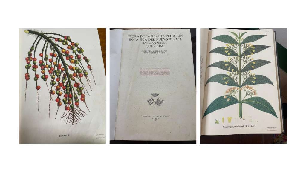 En Mariquita, José Celestino Mutis formó a jóvenes ilustradores botánicos.